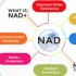 Understanding the Role and Importance of NAD in Your Body