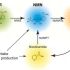 Everything You Need to Know About NAD and its Precursors: NR and N-M-N